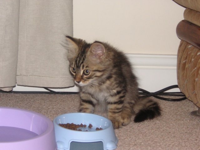 fpaddywithfood.jpg