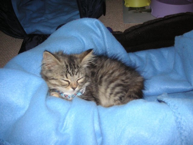 qmaxsnoozing.jpg