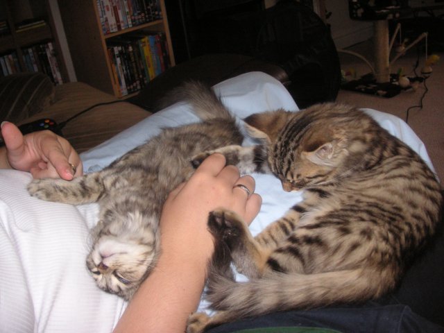 maxandpaddysnoozing.jpg