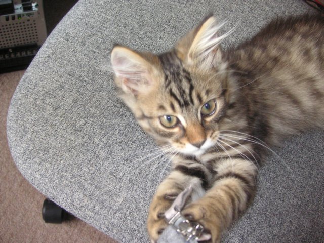 paddychewingmyjumper2.jpg