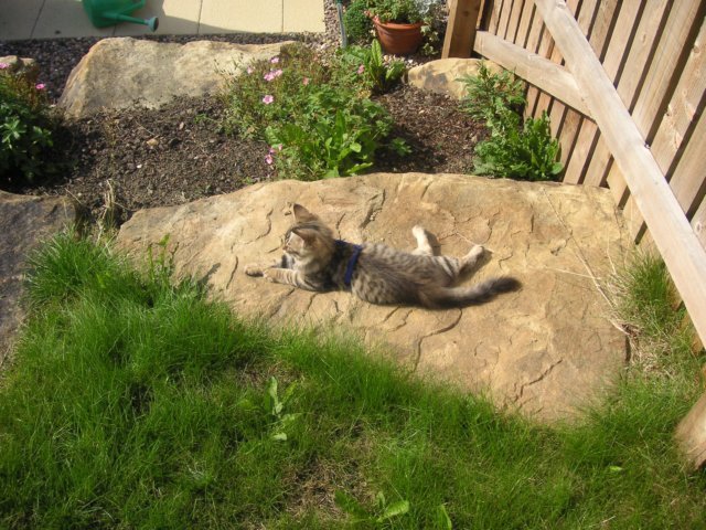 paddysunbathing.jpg