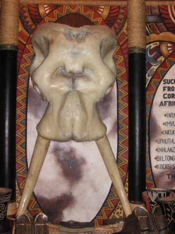 elephantskull.jpg